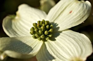 EASTER DOGWOOD 2 2015