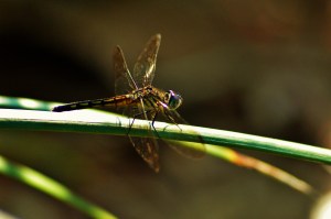 blsd dfly gldn hello