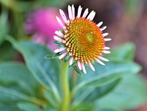 coneflower-3-8-6-2016-devotional
