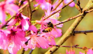 b blessed devotional first bee 2015