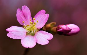 pink bud 2 blsd what do you see