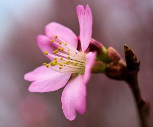 pink bud 3 blds 2015