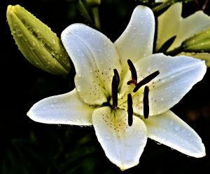 God autism and me devotional bloom 2015