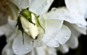 WHITE ROSE PETALS 2015