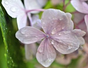 b is for blessed renew devotional 7-15