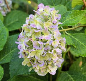 imperfect 2 devotional b is for blessed 7-2015