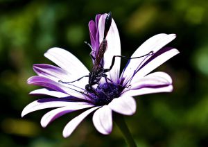 DAMSELFLY NO 4 BLESSED DEVOTIONAL 9-2015