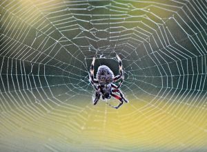 lessons learned from a spider featured photo 2 b is for blessed devotional 10-2015