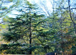 evergreen God and the Garden 2 12-2015