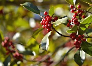 The Holly B is for Blessed Featured 12-2015