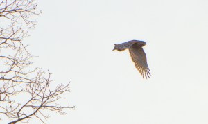 FLY B IS FOR BLESSED DEVOTIONAL 2 1-2016