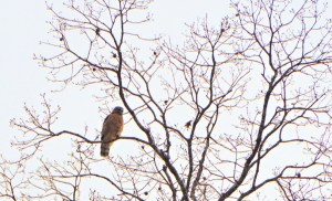 FLY B IS FOR BLESSED DEVOTIONAL 3 1-2016