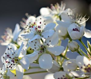 bradford pear devotional 2 3-2016