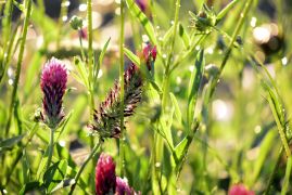 b is for blessed devotional Morning Lights 4-2016