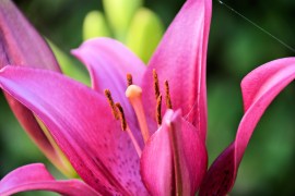 pink lily 5-2016