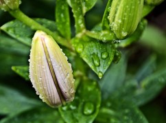 pomp and circumstance bud 6-2-2016 b is for blessed devotional