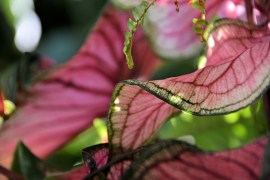 caladium 6-2016 blessed devotional
