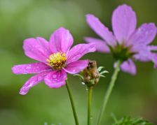 pink cosmos devotional 4-2016 2