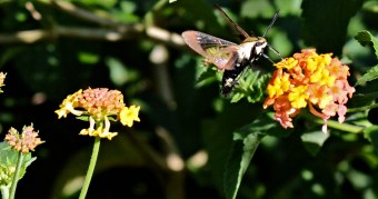 SOLO B is for Blessed devotional Game 7-28-2016