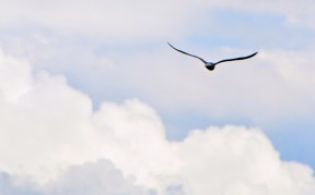 Soar 3 devotional 8-2016