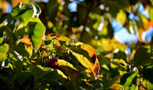 fall-dogwood-10-11-2016