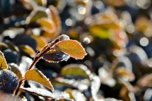 new-year-new-you-1-2017-2p